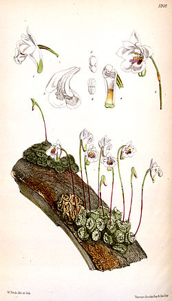 Conchidium extinctorium (as syn. 
 Eria ekstinctoria) - Curtis' 97 (Ser. 
 3 no. 
 27) pl. 
 5910 (1871). 
 jpg