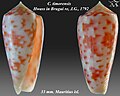 Miniatuur voor Conus timorensis