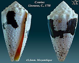 Conus varius