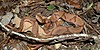 Eastern copperhead (Agkistrodon contortrix) in situ, Liberty County, Texas