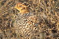 Head, adult male, Limpopo