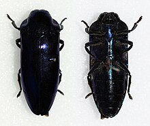 Coraebosoma violaceum.jpg