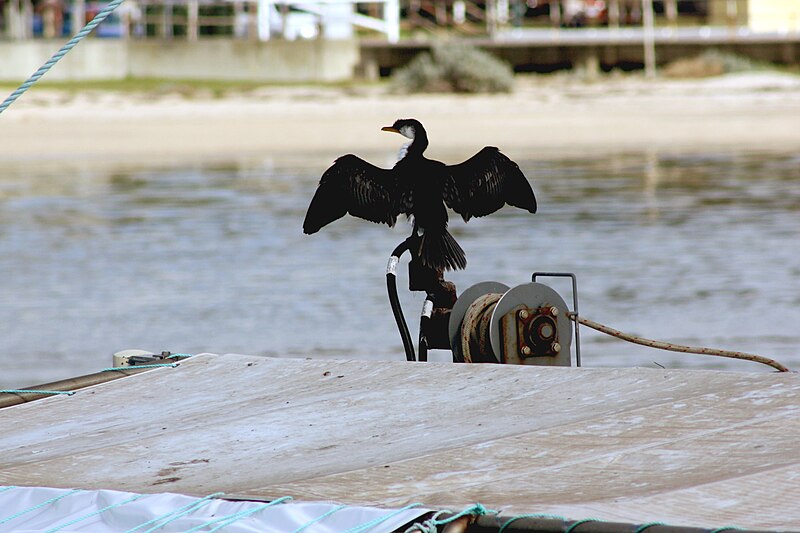 File:Cormorant, Portarlington, Victoria Australia (4608161829).jpg