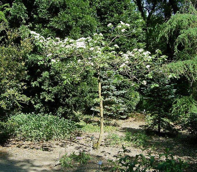 File:Cornus nuttallii ies.jpg