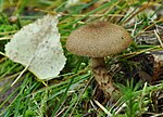 Миниатюра для Файл:Cortinarius pholideus.jpg