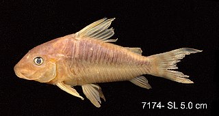 <i>Corydoras seussi</i> Species of fish