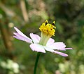 Cosmos caudatus (8244143175).jpg