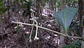 Coussarea sp., Rubiaceae, Atlantic forest, northeastern Bahia, Brazil (8488069499).jpg