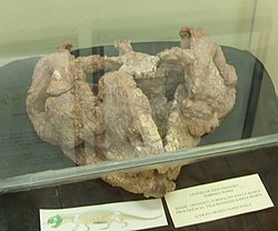 Skull of a rhynchosaur, in Educational Museum Gama D'Eca. Crano de Rincossauro - Museu Eca - Santa Maria.JPG