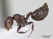 Crematogaster crinosa casent0173935 profil 1.jpg