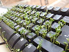 Cress keyboard-3 sprouting other side.jpg