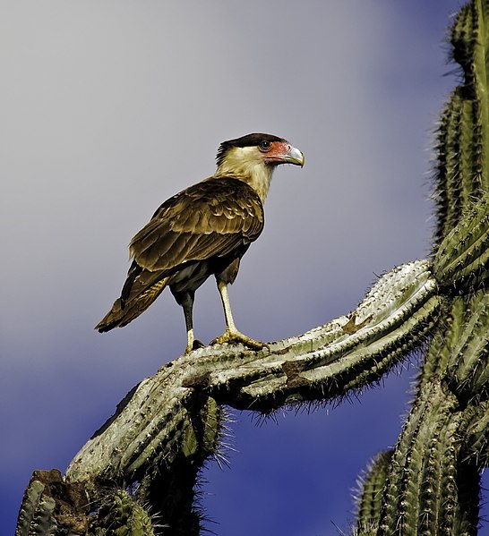 File:Crested caracara perched on a cactus.jpg