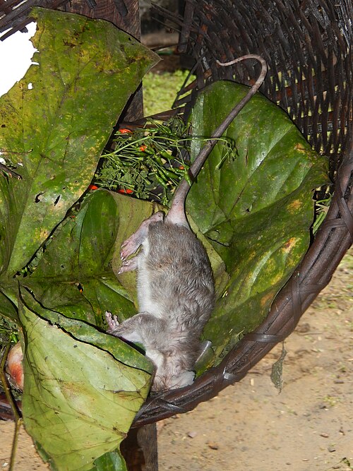 Gambian pouched rat in Cameroon