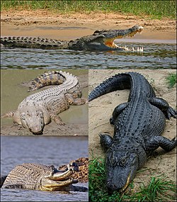 Crocodylia