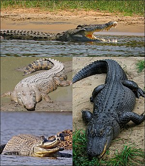 Crocodilia collage2.jpg