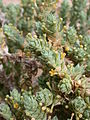 * Nomination Crucianella maritima --Gidip 21:57, 31 October 2011 (UTC) * Promotion  Support QI & Useful --Archaeodontosaurus 08:12, 1 November 2011 (UTC)