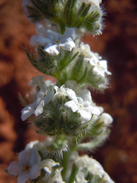 File:Cryptantha celosioides (7270773242).jpg