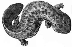 Japanese giant salamander (Andrias japonicus), a primitive salamander Cryptobranchus japonicus.jpg