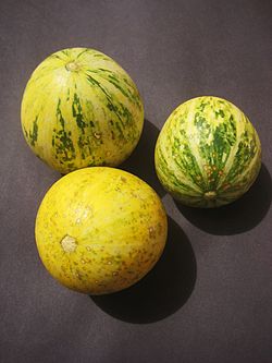 Cucurbita foetidissima. 
 JPG