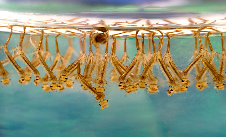 Личинки комаров (Culex) под поверхностью воды