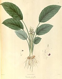 plate 570 Curcuma parviflora