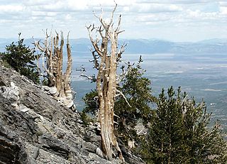 <span class="mw-page-title-main">Currant Mountain Wilderness</span> Protected area in Nevada, United States