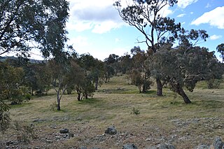 <span class="mw-page-title-main">Flora of the Australian Capital Territory</span>