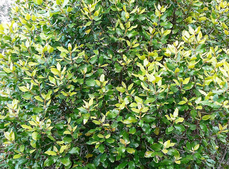File:Curtisia dentata - Assegai tree - hedge screen 8.JPG