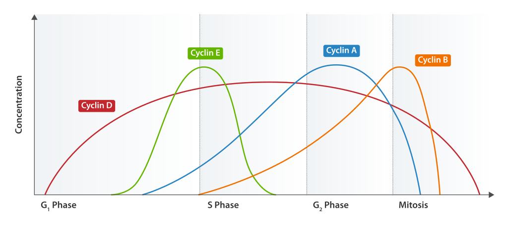 Cyclin Expression