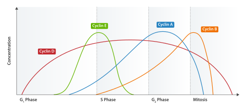 Expression of cyclin levels during different phases of the cell cycle. Cyclin B promotes progression to mitosis and once the cell is in mitosis normally prevents the cell from exiting mitosis prematurely. Cyclin Expression.svg