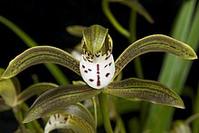 Cymbidium eritraum 'Paradise' .jpg