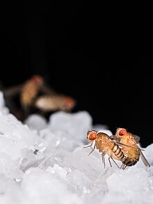 Drosophila melanogaster ile çiftleşme.