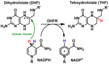 The reduction of dihydrofolate to tetrahydrofolate catalyzed by DHFR. DHFR Reaction Scheme.png