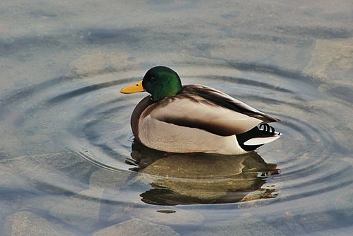 Dabbling mallard - perched on a rock, and making waves - on an as-yet unfrozen pond. (30987425154)