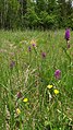 Dactylorhiza majalis Germany - Schonach