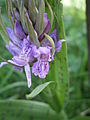 Dactylorhiza seedling - close-up of flower