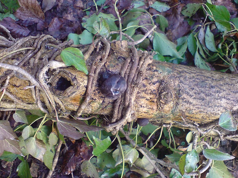 File:Daldinia concentrica (King Alfred's cakes) - geograph.org.uk - 1736782.jpg