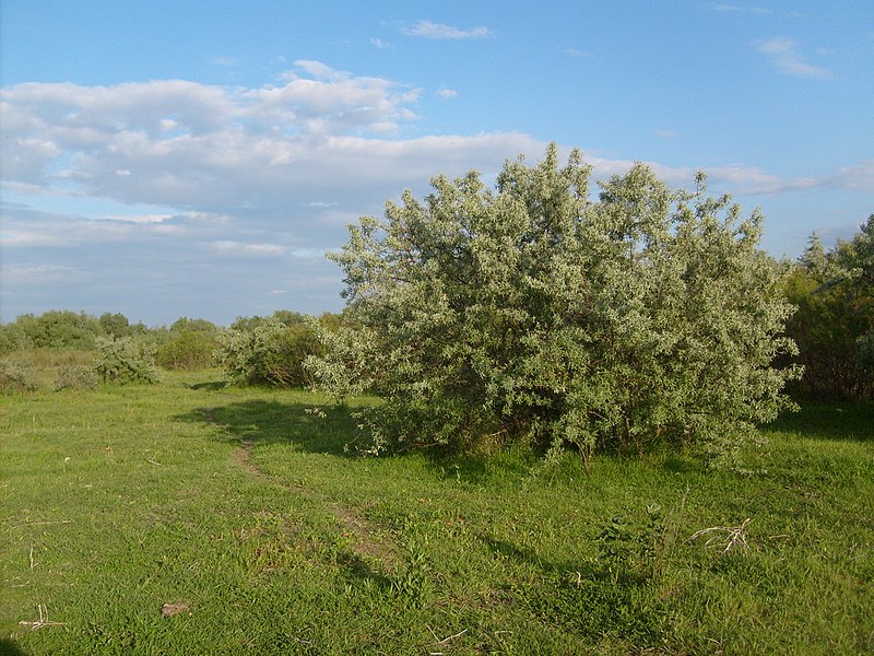 File:Danube-Delta2008w.jpg