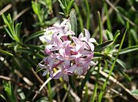 Daphne striata 100604.jpg