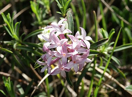 Daphne striata 100604.jpg