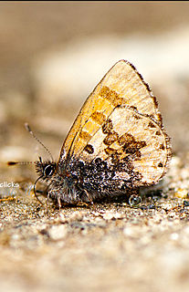 <i>Orthomiella pontis</i> Species of butterfly