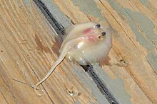 A fetal Atlantic stingray Dasyatis sabina fetus 2.jpg