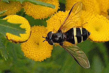 Dasysyrphus tricinctus