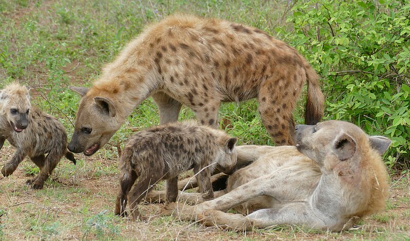 File:Day 28 Spotted Hyenas (Crocuta crocuta) adults and youngs ... (53575631922).jpg