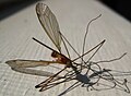 Crane fly