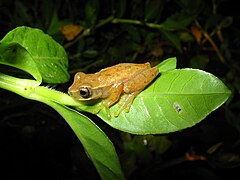 Description de l'image Dendropsophus branneri.jpg.