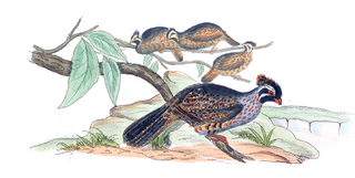 Long-tailed wood partridge Species of bird