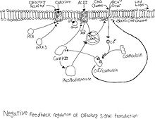 olfactory neuron