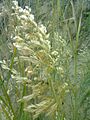 Desert Plants, Saudi Arabia - panoramio.jpg