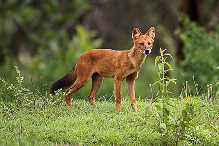 Cuon alpinus (Dhole, Asiatic wild dog)